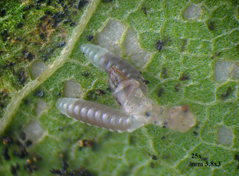 Lithocolletis (Phyllonorycter) platani con parassitoidi